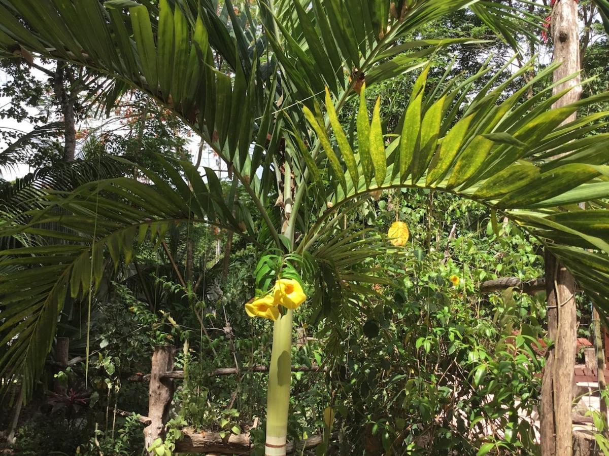 Zapote En Rancho Jaguares Jungle Retreat Tulum