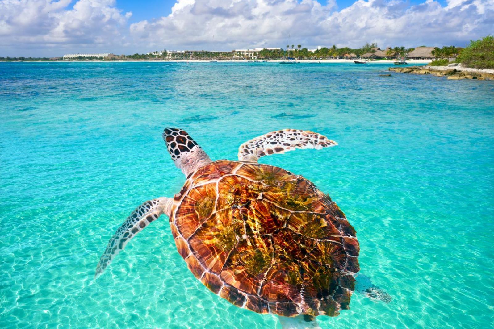 Canopy Cove Loft Private Jacuzzi Parking & B-club