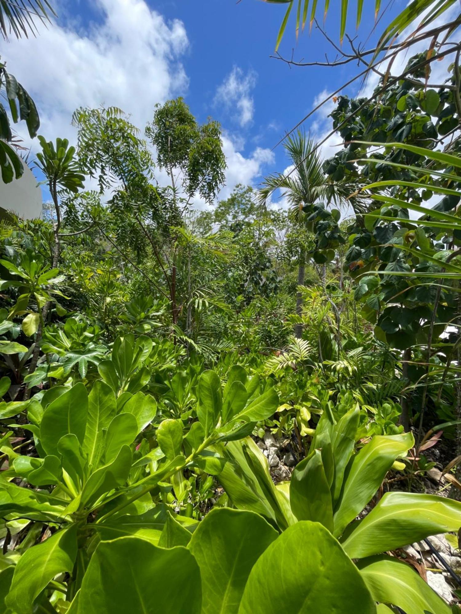 Lu'um - Free Shuttle To Club Tulum