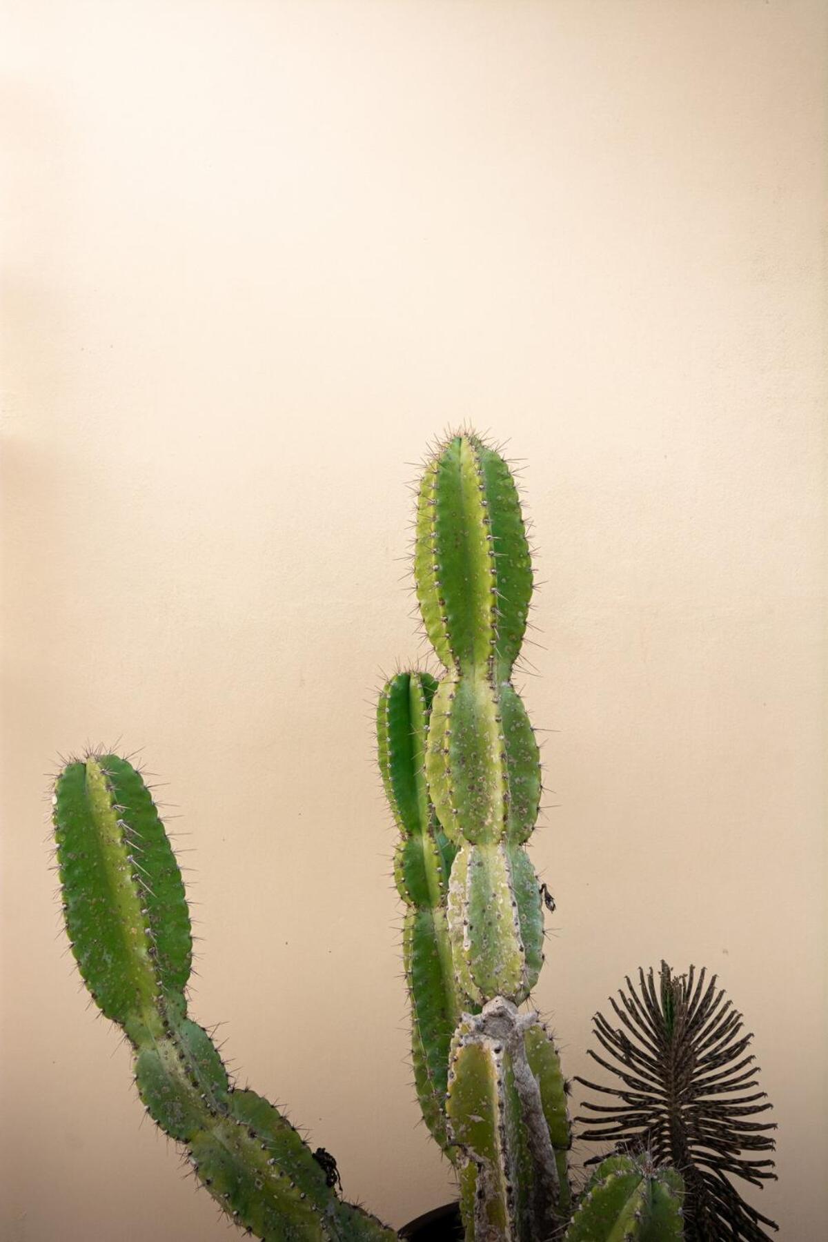 Villa Casa Hibiscus Sky-high Pool With Birds Above The Jungle