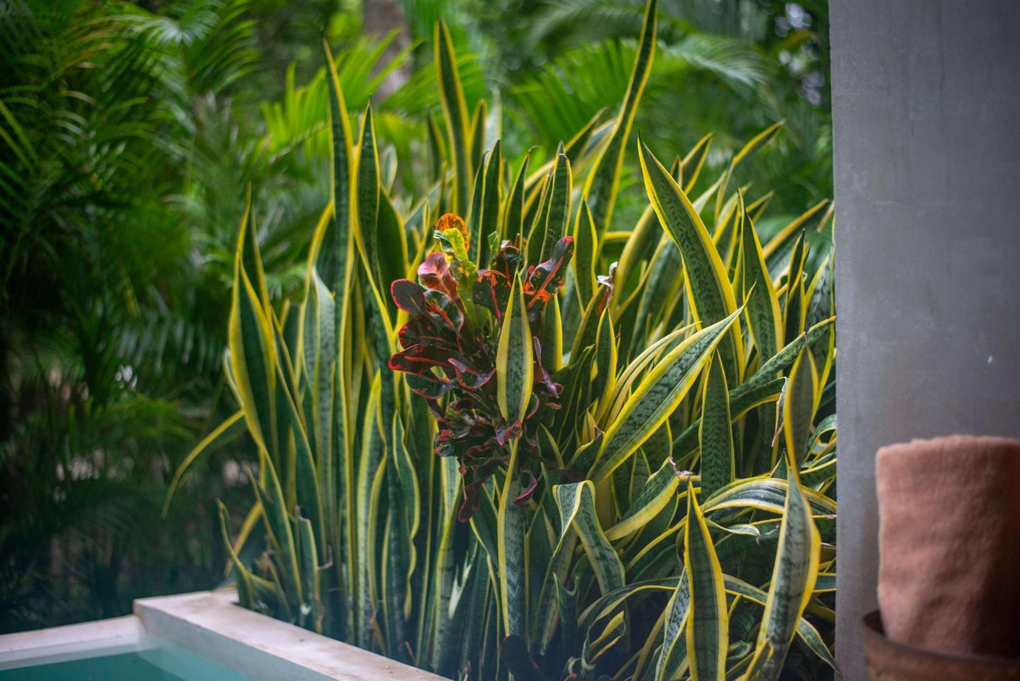 Apartment Seremonia Origen - With Plunge Pool *