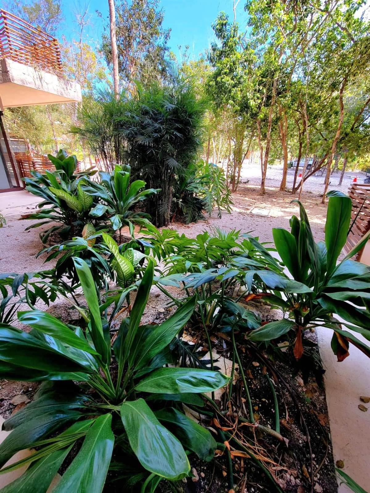 Apartment De Ensueno Con Cenote Privado *