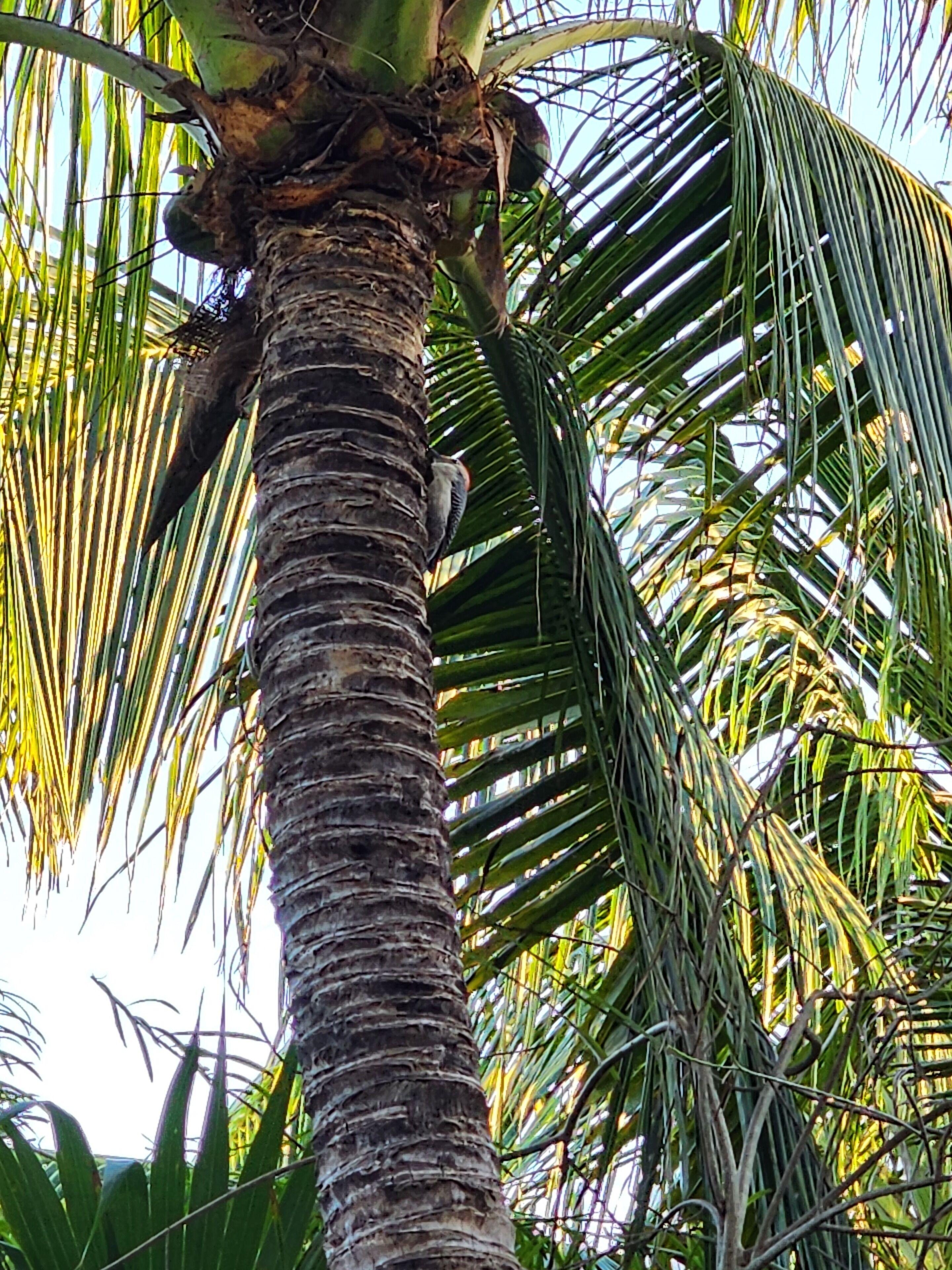 Playa Palmas Glamping 2* Tulum