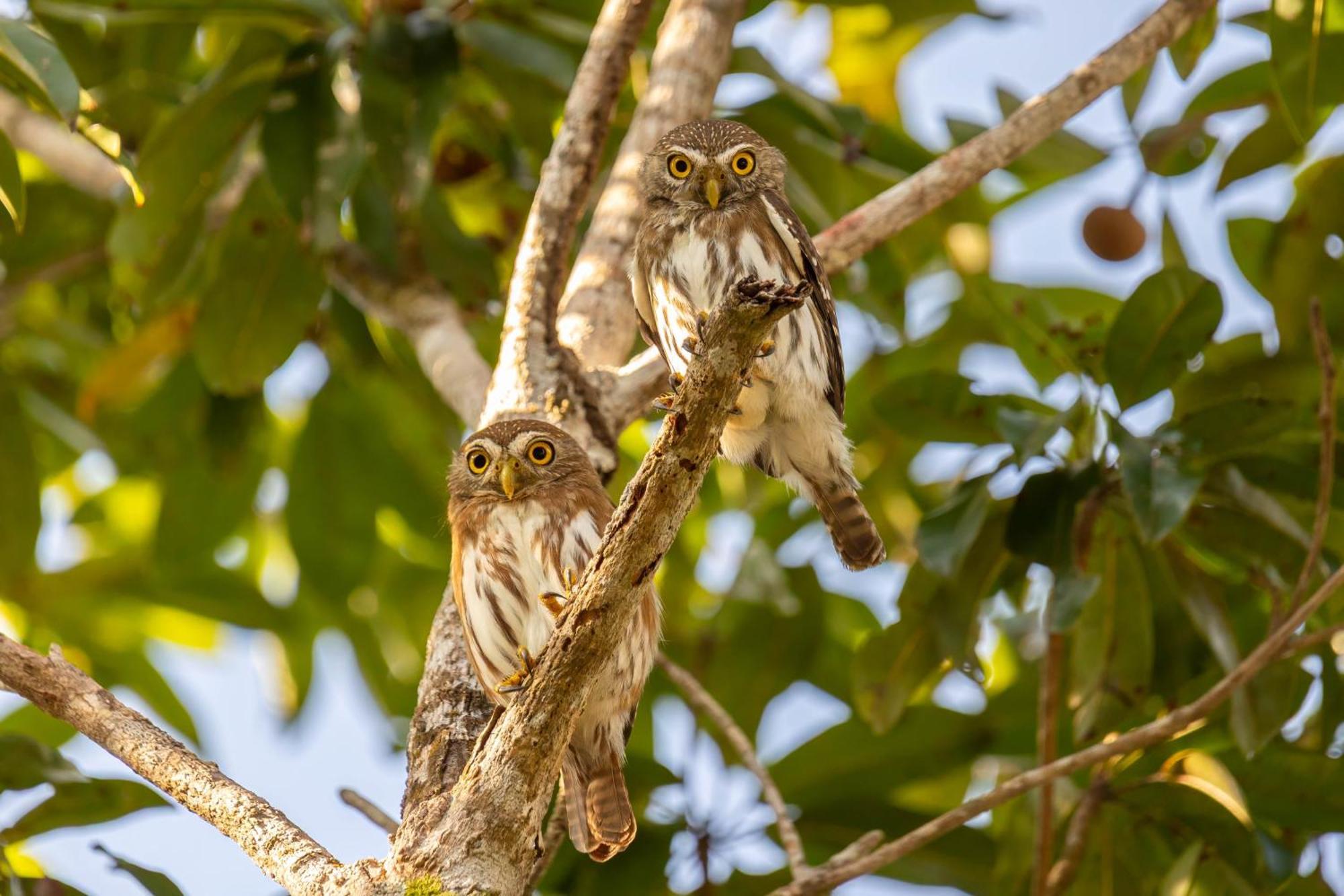 Treehouse H2ojos Tulum