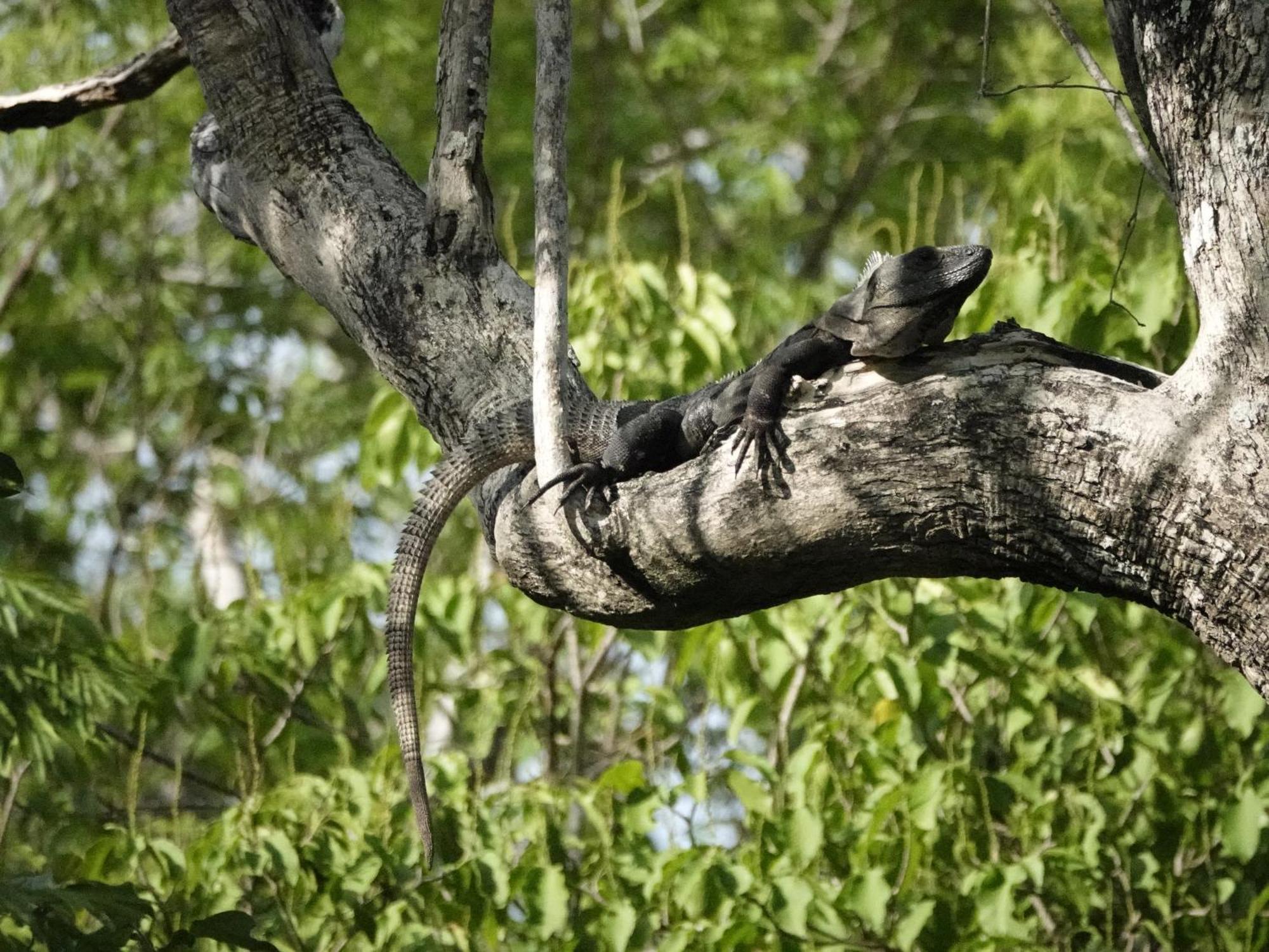 Treehouse H2ojos Campsite Tulum