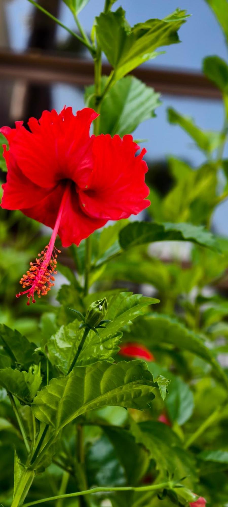 Energy Holistic Ranch * Tulum