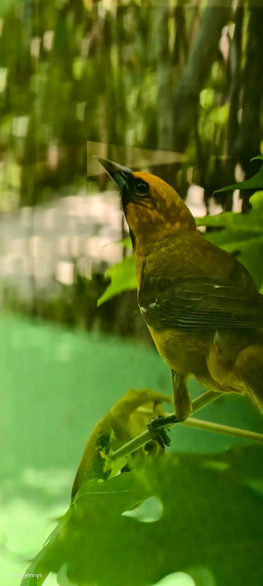 Energy Holistic Ranch Tulum