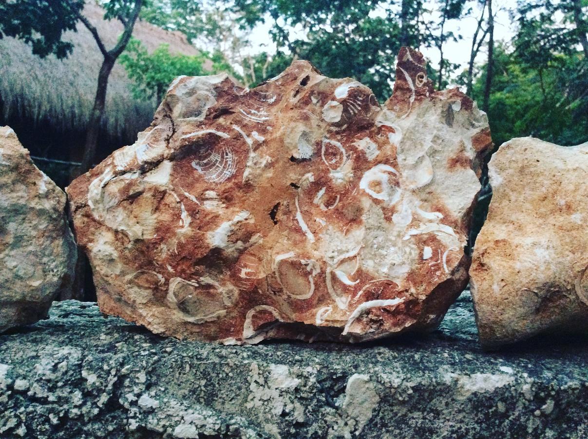 Escarabajo Rojo 3* Tulum