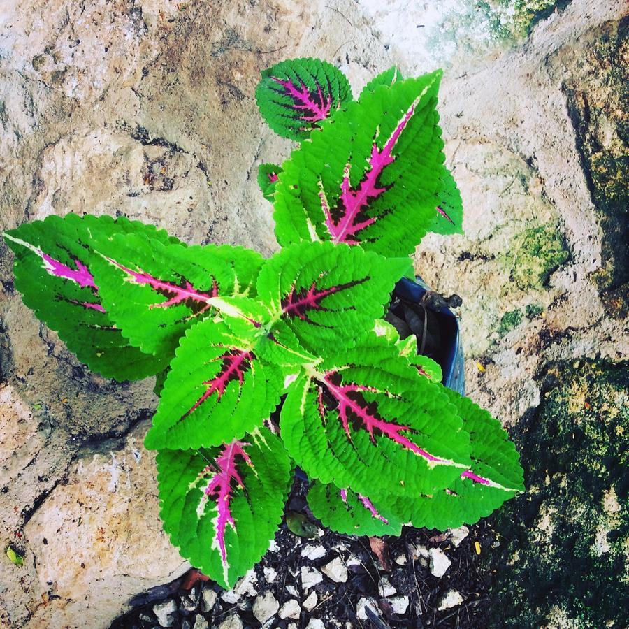 Bed & Breakfast Escarabajo Rojo 3*