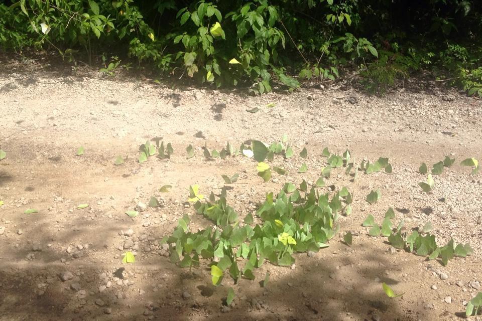 Casa Tzalam Selva Bed & Breakfast