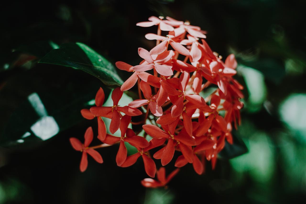 Flor De Mayo Tulum