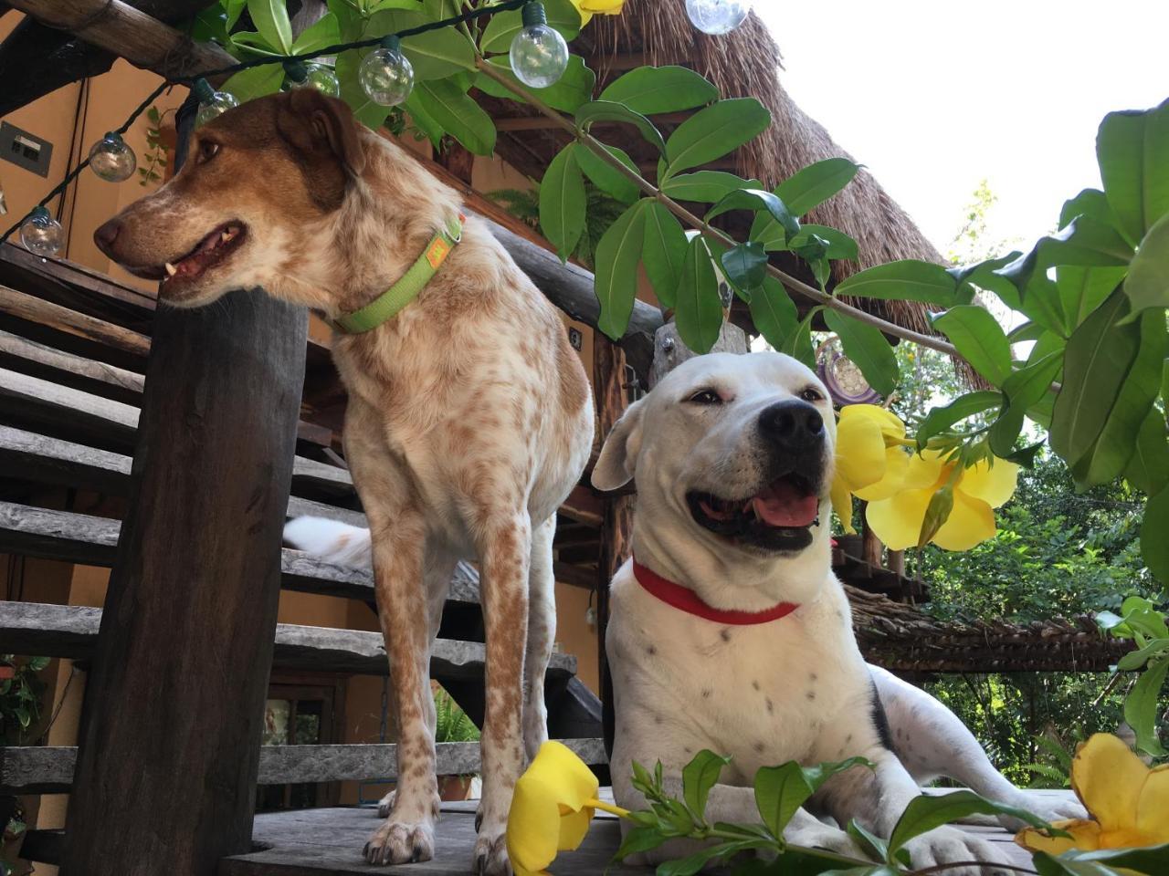 Casa Tzalam Selva Bed & Breakfast