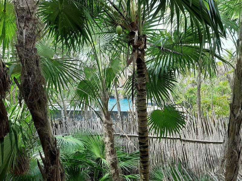 The Radhoo - Adults Only Hotel Tulum