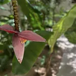 Apartahotel Ophelia In Aldea Zama Tulum