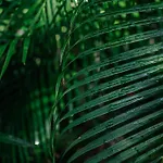 Icastico * Tulum
