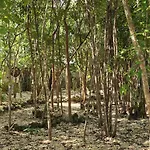 Kin Ii Tulum