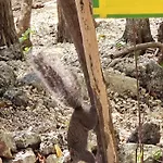 Kin Ii Tulum