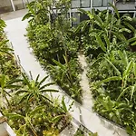 Kuxa The Waves Tulum