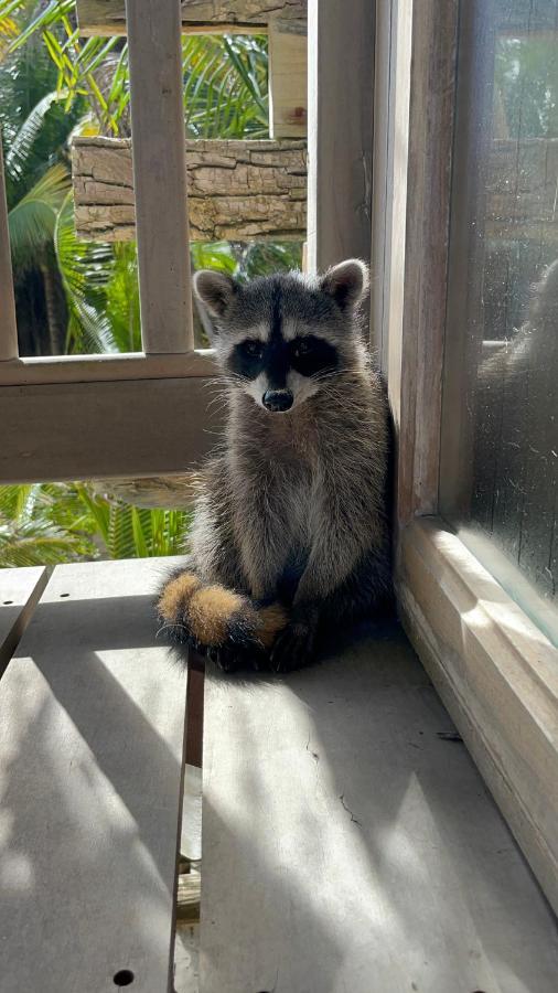 Chavez Eco And Tulum