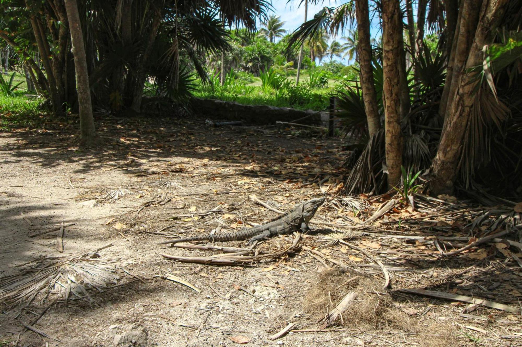 Viva 107 - 1 Bedroom Holiday home Tulum