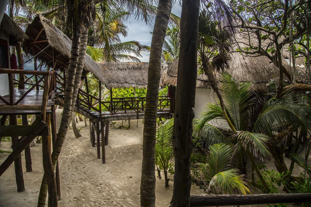 Amoreira Tulum