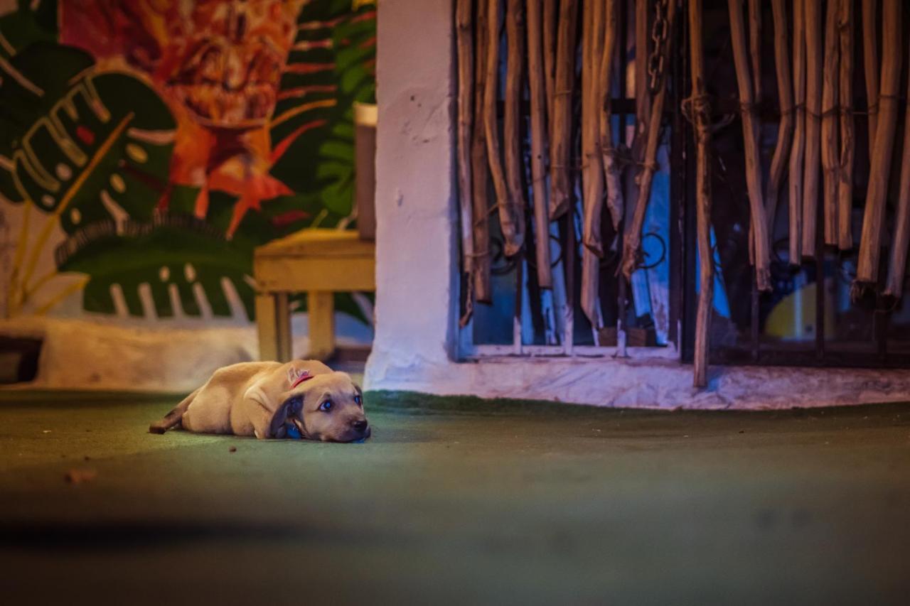 Hostel Day Tripper *