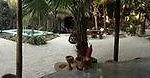 Manglex Eco Tulum