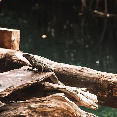 Luxury tent Uman Glamping & Cenote