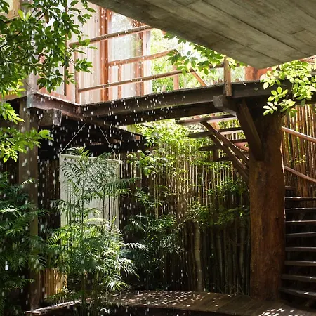 Orchid House Jungle