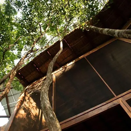Ojo De Agua. Design+pool. Vive La Autentica Selva! * Tulum