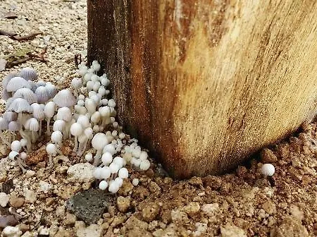 Kukulcan *