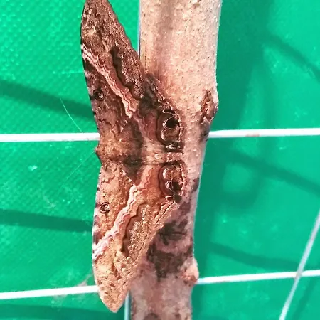 Kukulcan * Tulum
