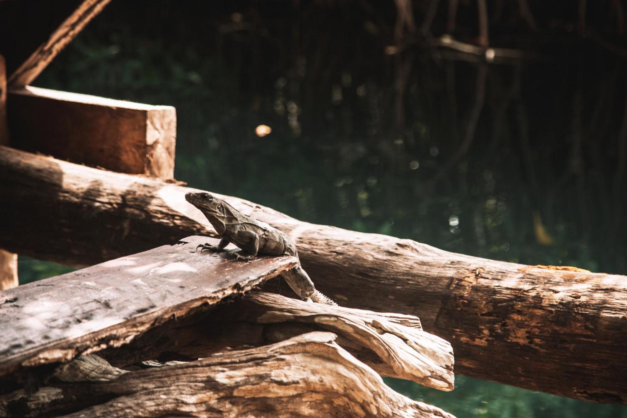 Luxury tent Uman Glamping & Cenote