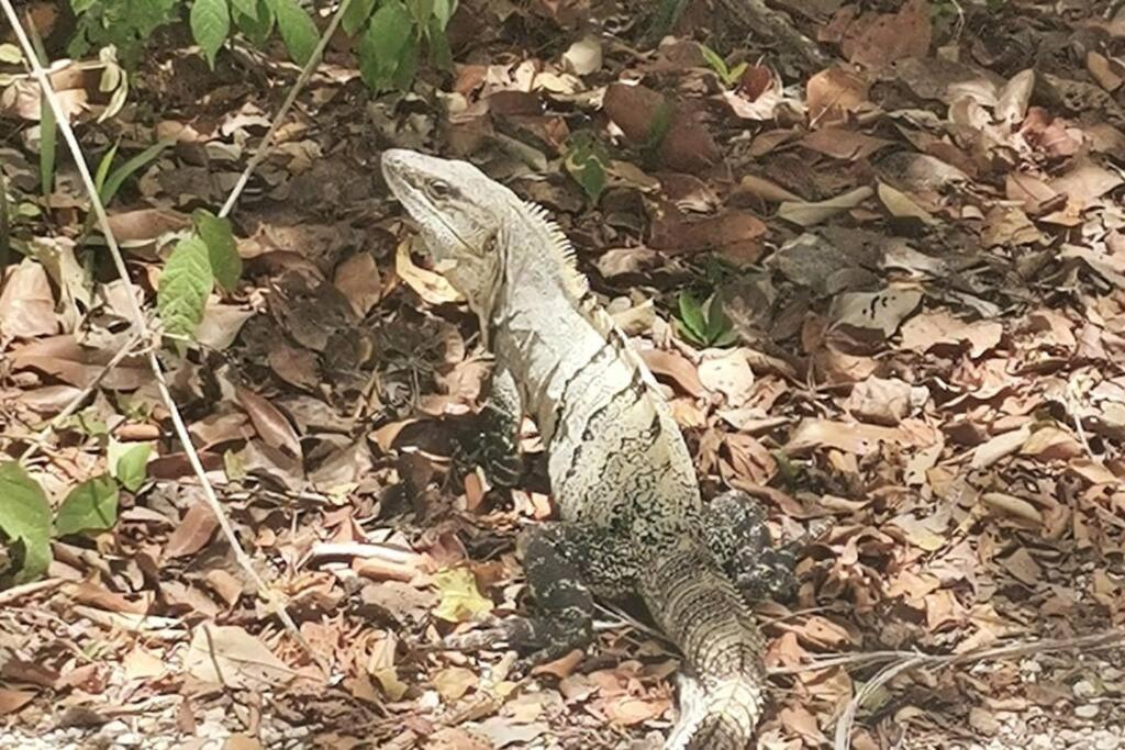 Agua & Selva Luxury Jungle Loft *