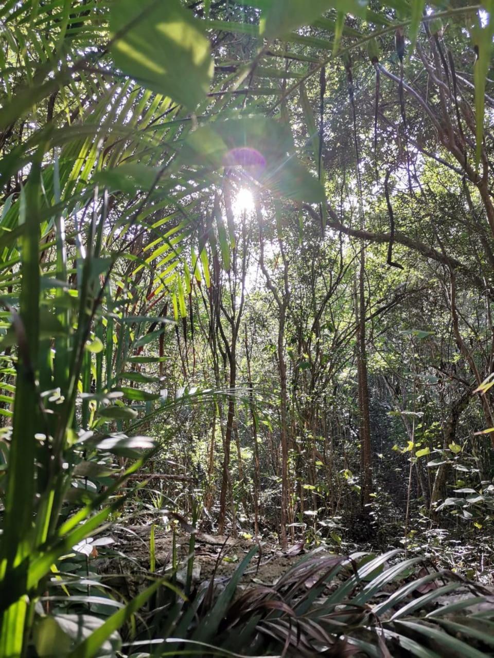 Apartment Agua & Selva Luxury Jungle Loft *